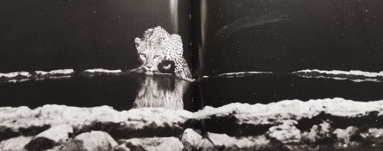 Il coraggio di osare...  di Larolla