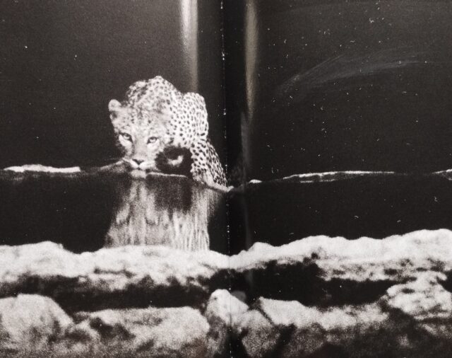 Il coraggio di osare...  di Larolla